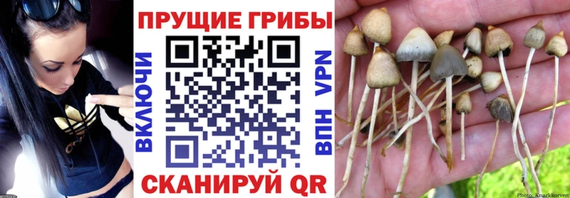 Галлюциногенные грибы Magic Shrooms  дарнет шоп  Донской 